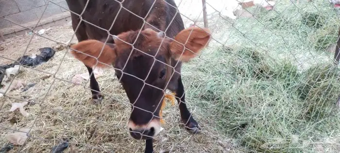 طريق الرديف .. 0