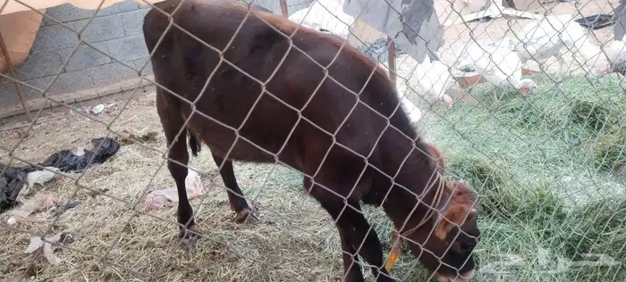 طريق الرديف .. 1