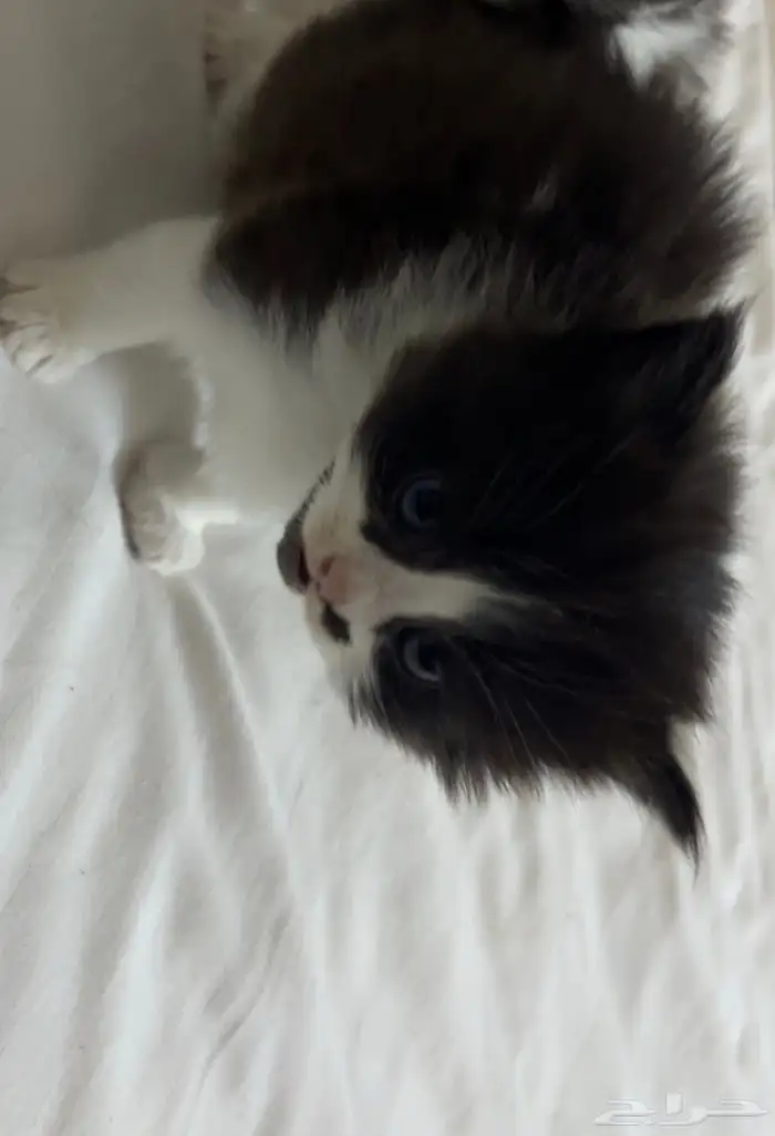 قطه صغيره للبيع بي 100 3