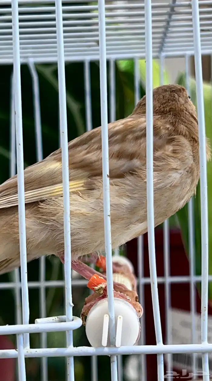 4 فروخ كناري ( تم البيع ) 2