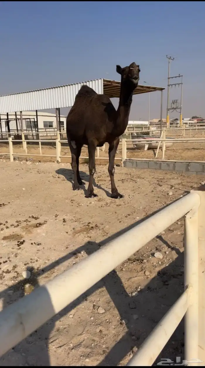 للبيع لقحه 0