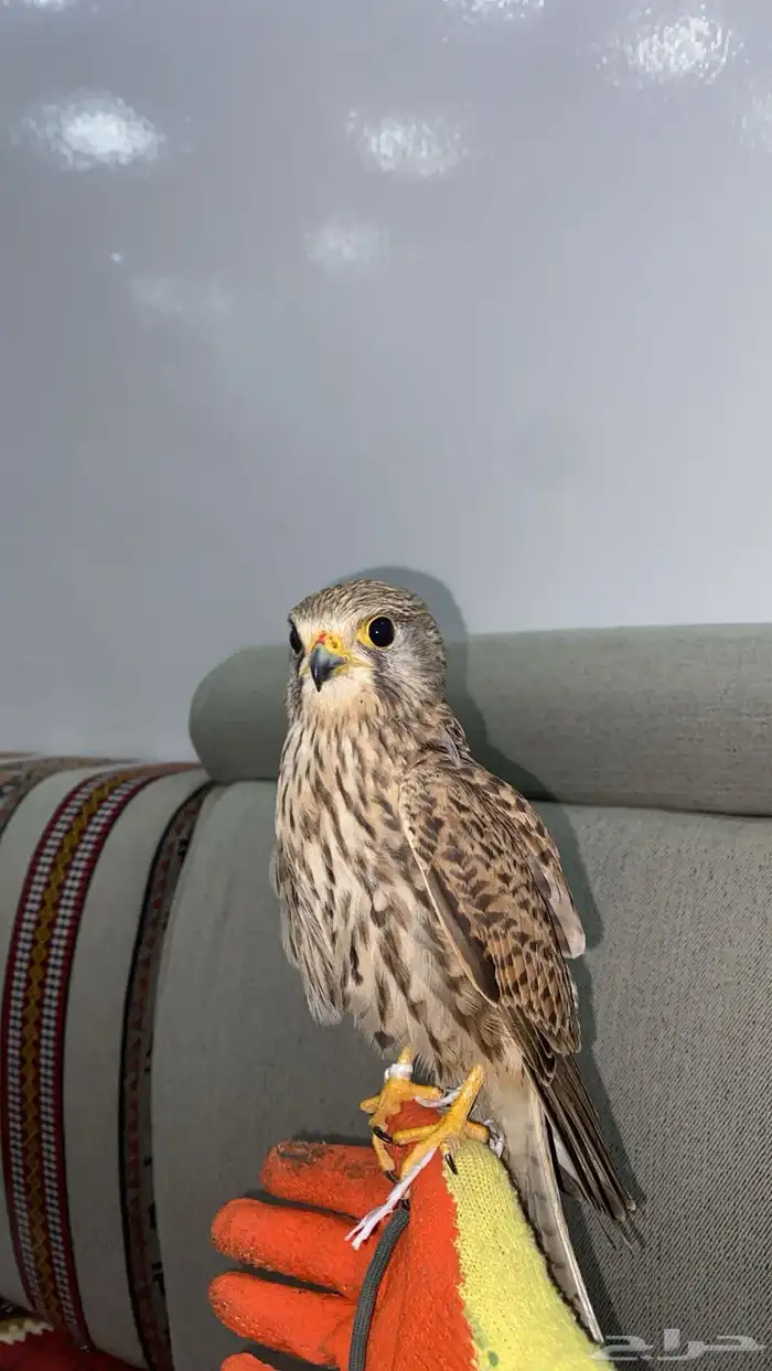 باشق ابو راس ابيض فرخ يهد مدرب مسيوم ب80 0