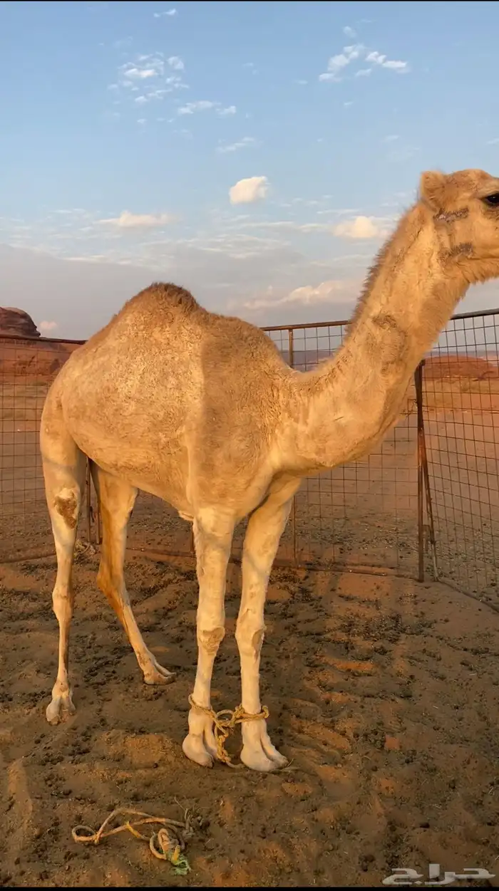 بكره للبيع 3