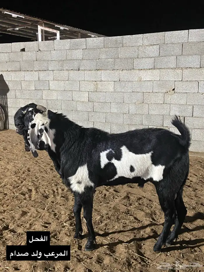 2 تيوس هندية بيور 4