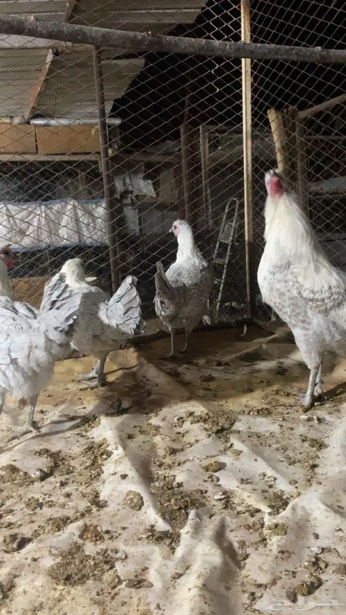 دجاج فيومي المنيوم فاخر 3