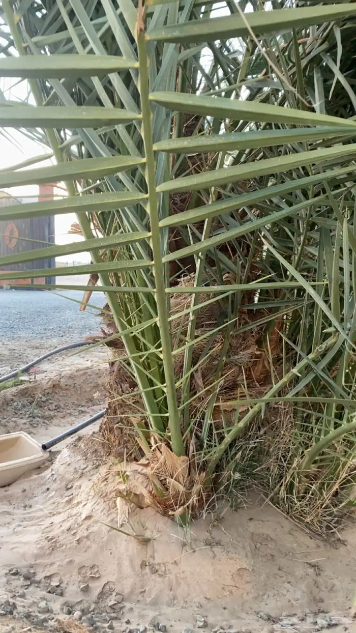 جثيث نخل برني 0