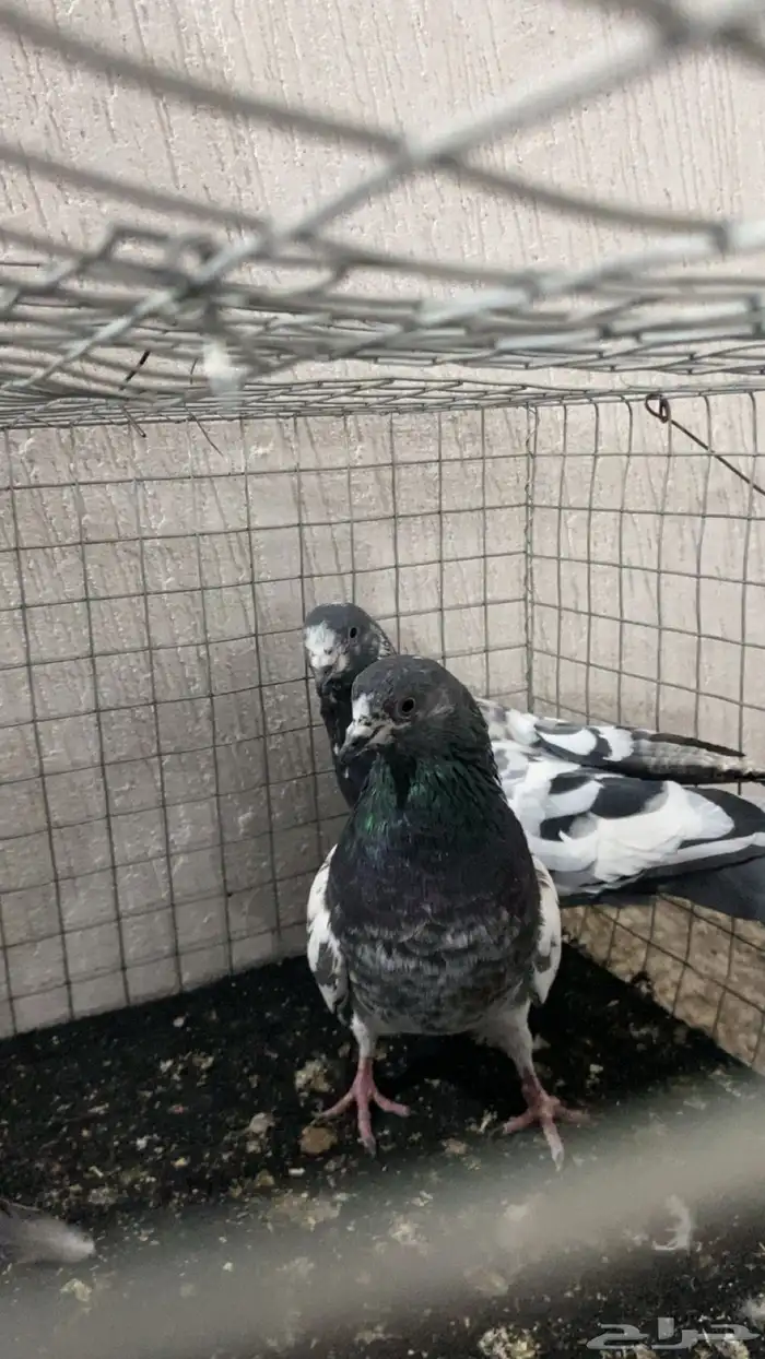 جوز شينا مطير درجه اولى(تم البيع) 4