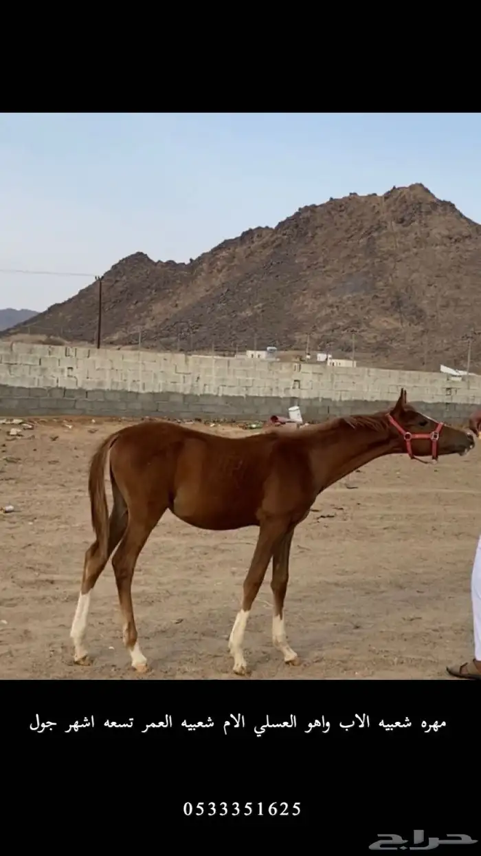 مهره شعبيه 0