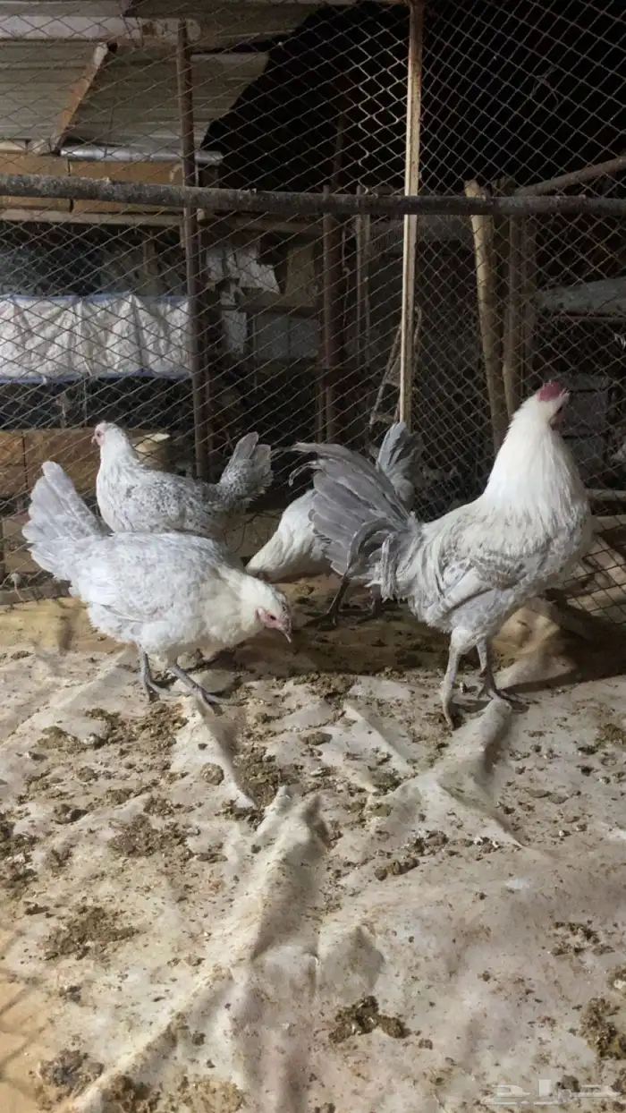 دجاج فيومي المنيوم فاخر 2