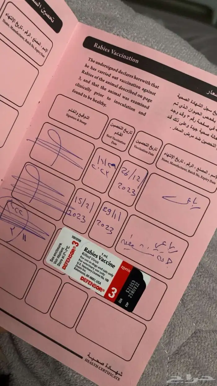 قطوه سكوتش فولد 2