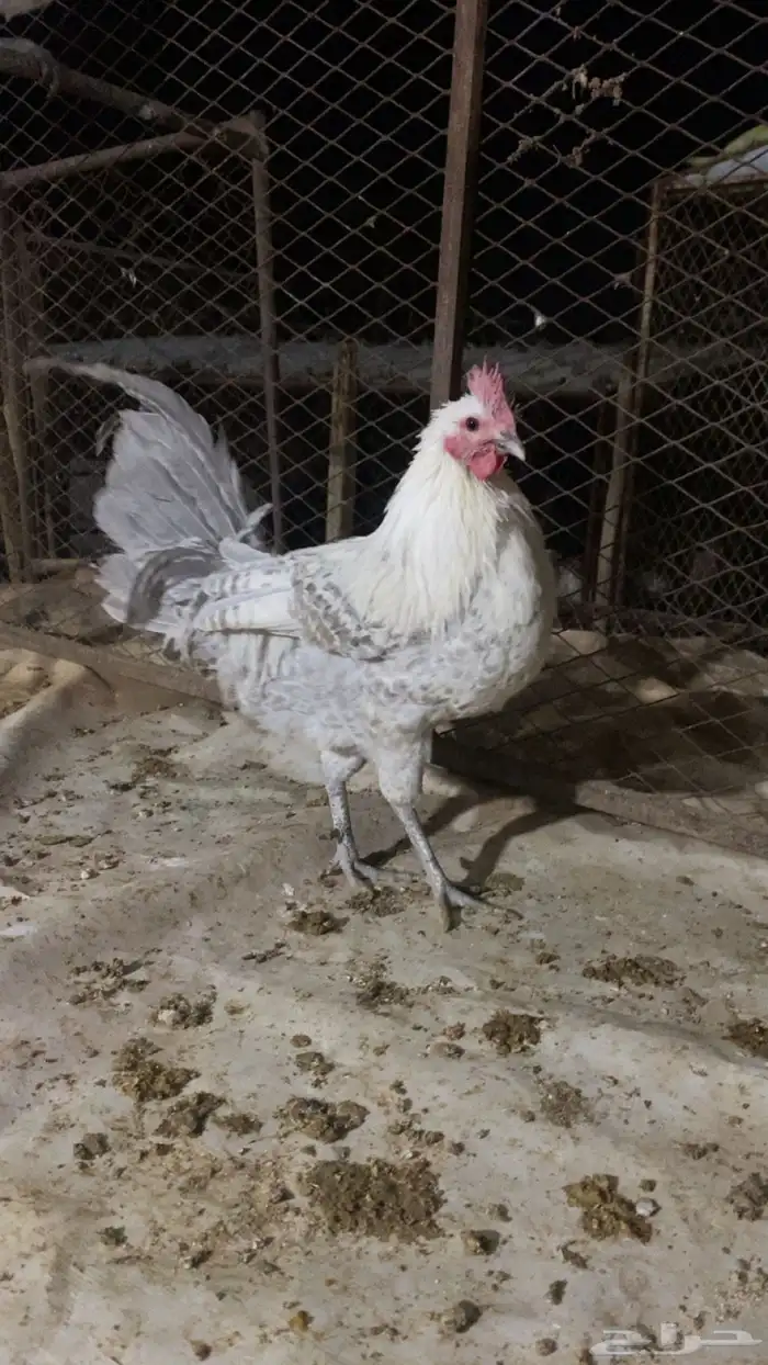 دجاج فيومي المنيوم فاخر 0