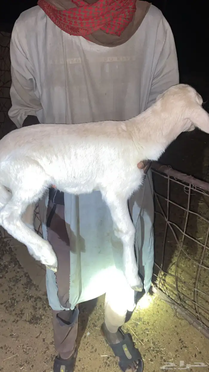 طلي يدغر العمر حول شهرين الصحه شرط 0