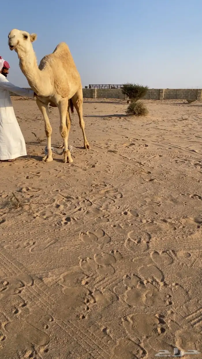 قعود اوضح على سلالة طيحان بن وديد قعود كفو 1