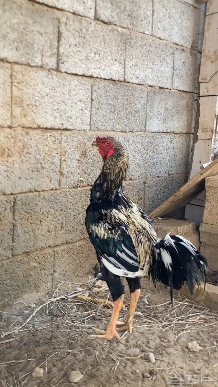 ديك بكستاني 0