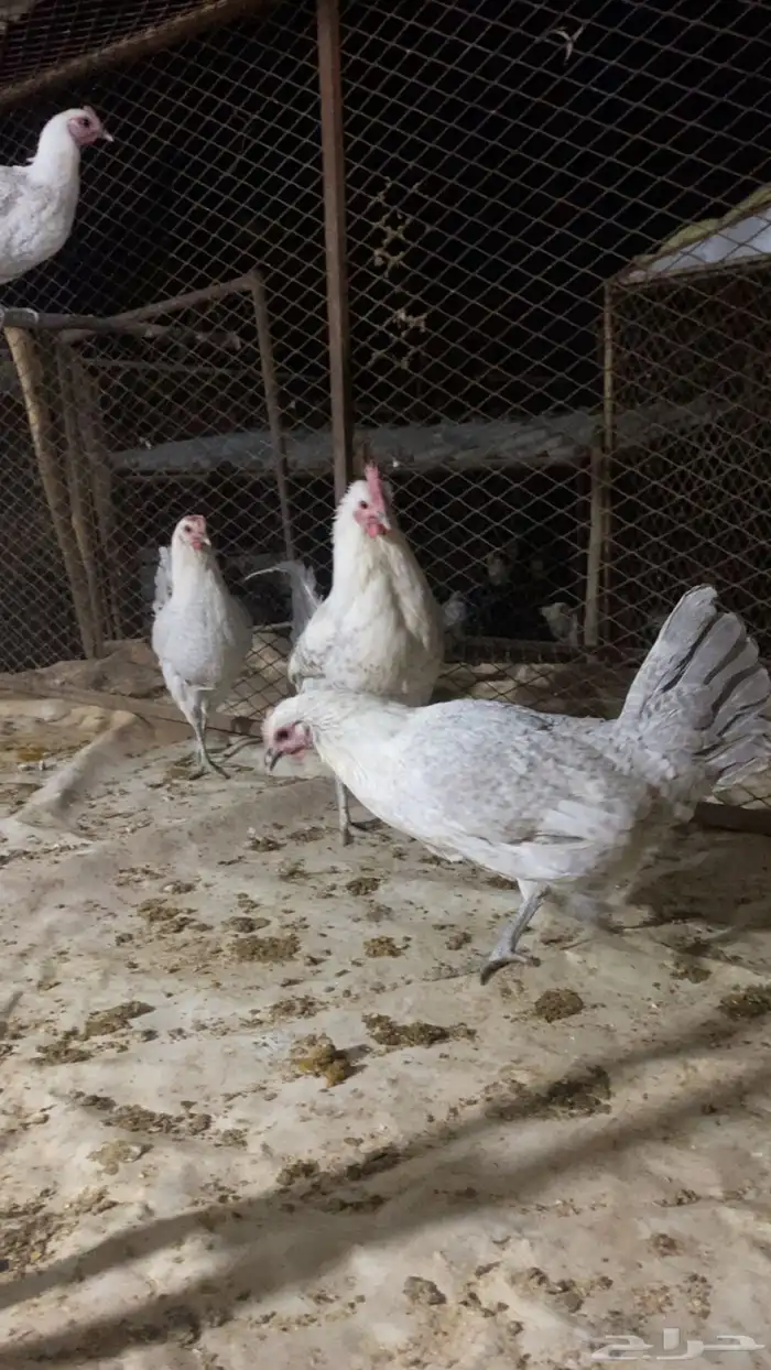 دجاج فيومي المنيوم فاخر 1