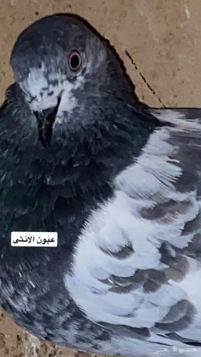 جوز شينا مطير درجه اولى(تم البيع) 3