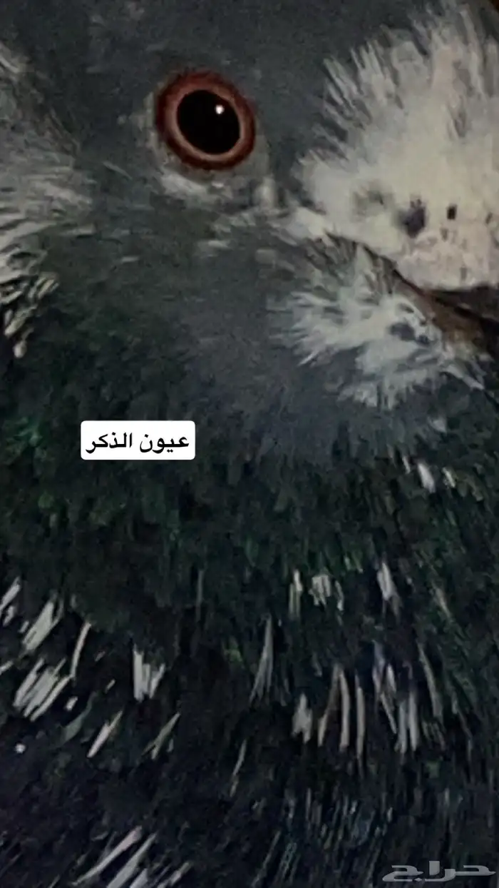 جوز شينا مطير درجه اولى(تم البيع) 2