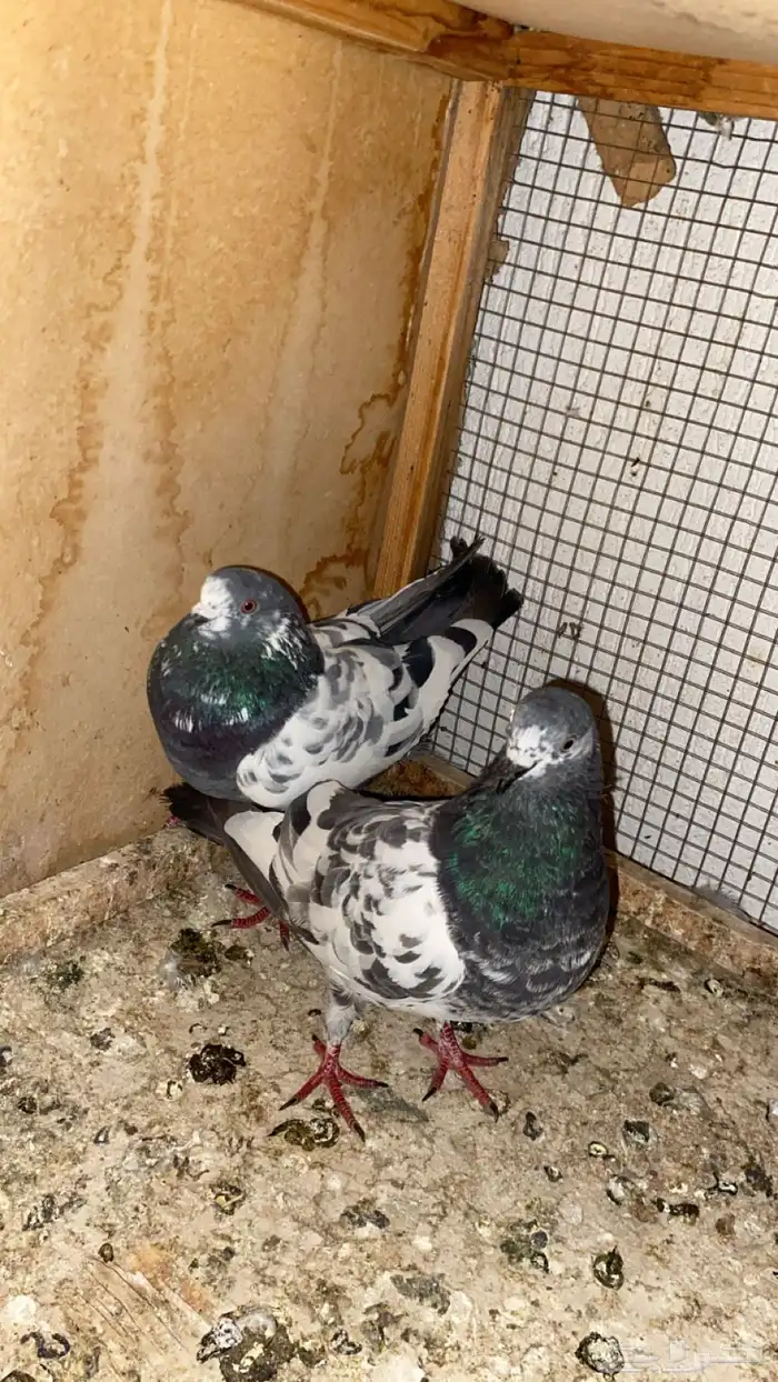 جوز شينا مطير درجه اولى(تم البيع) 0