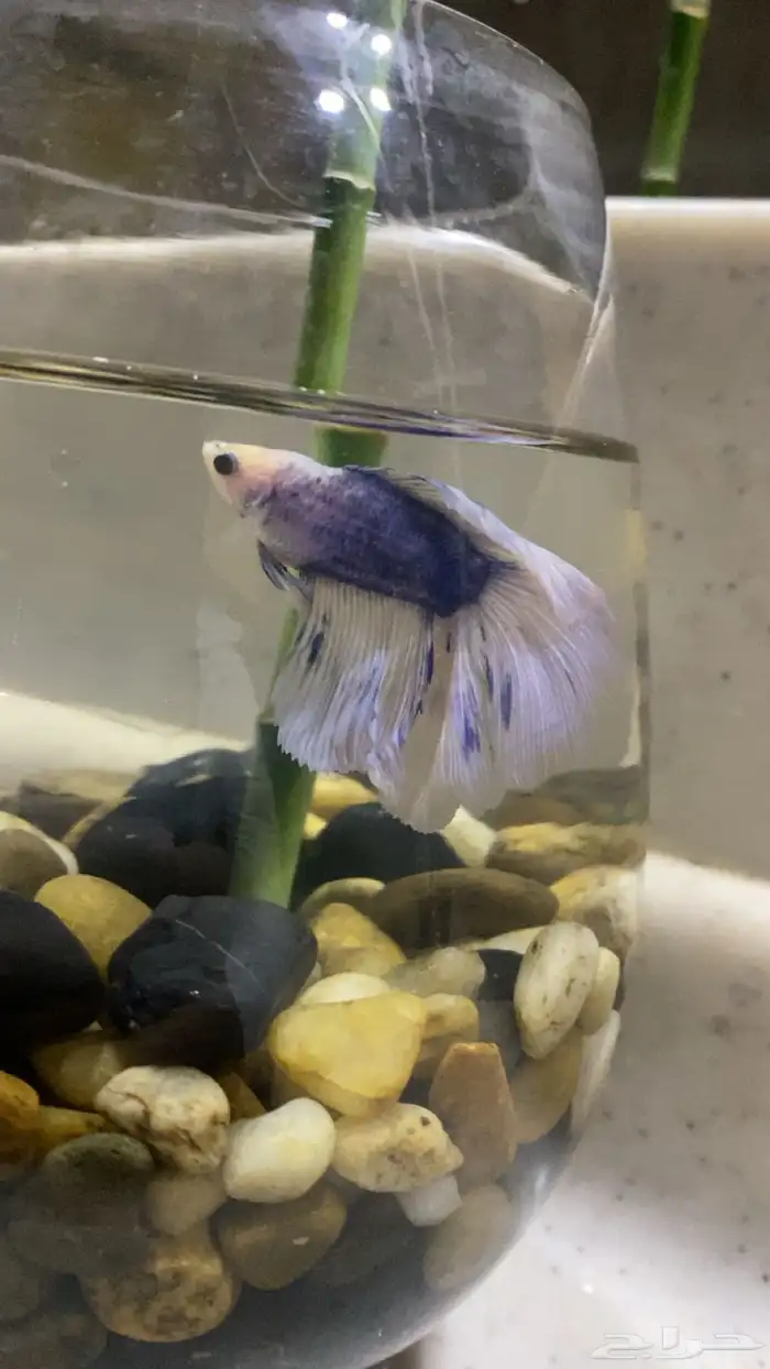 مطلوب انثى سمكة فايتر او بيتا 0