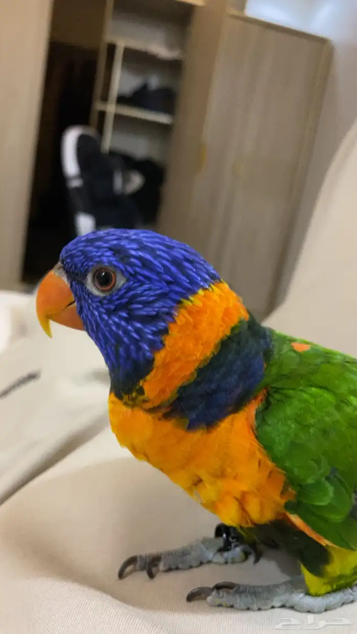 ببغاء لوري مفقود ب حي النظيم 0