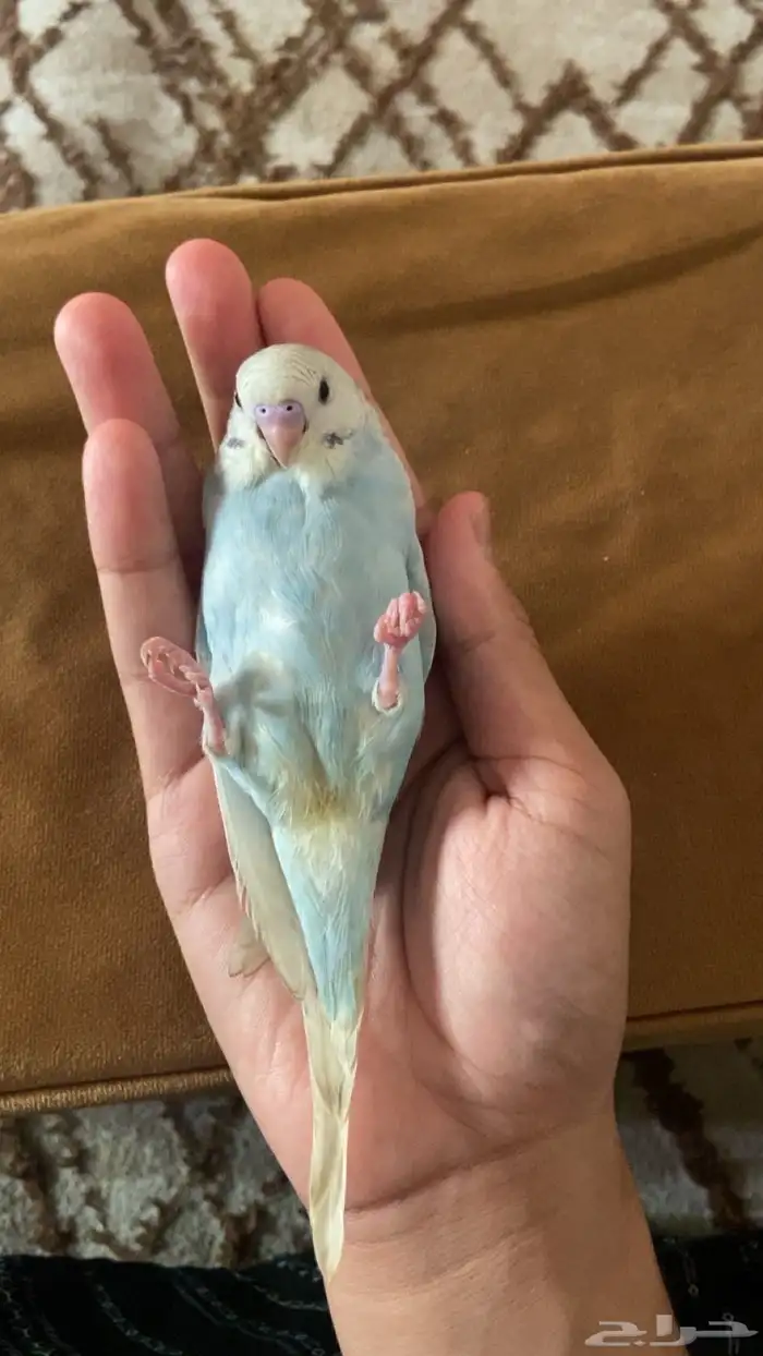 فرخ بادجي اليف جدا الوان رائعه 0