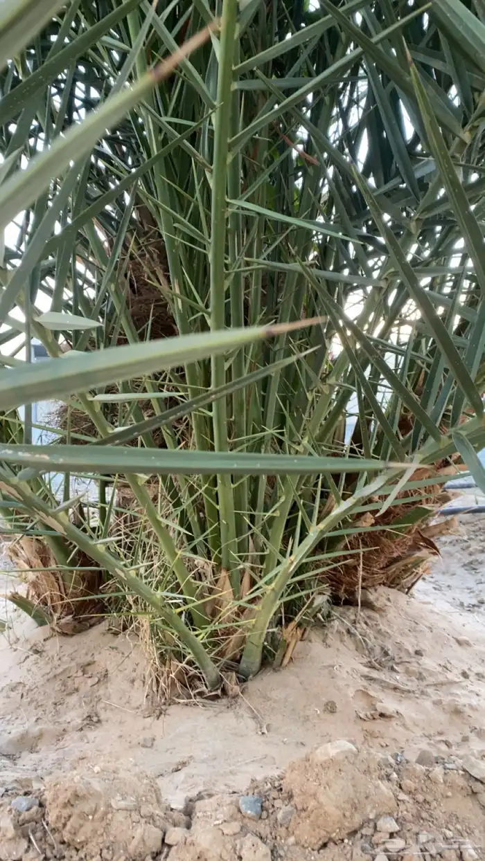 جثيث نخل برني 1