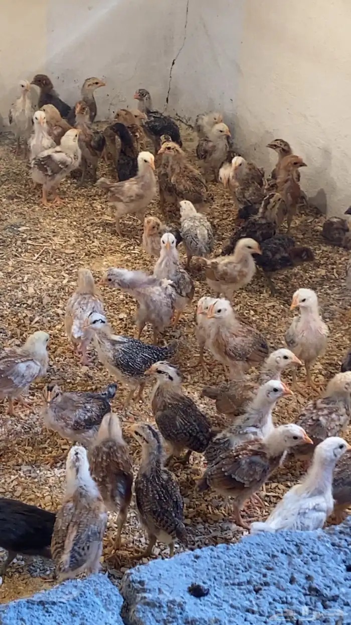 صوص بلدي للبيع 0