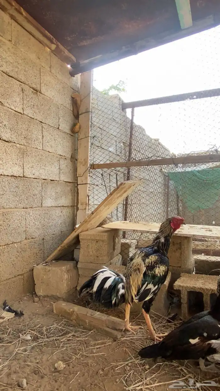 ديك بكستاني 1