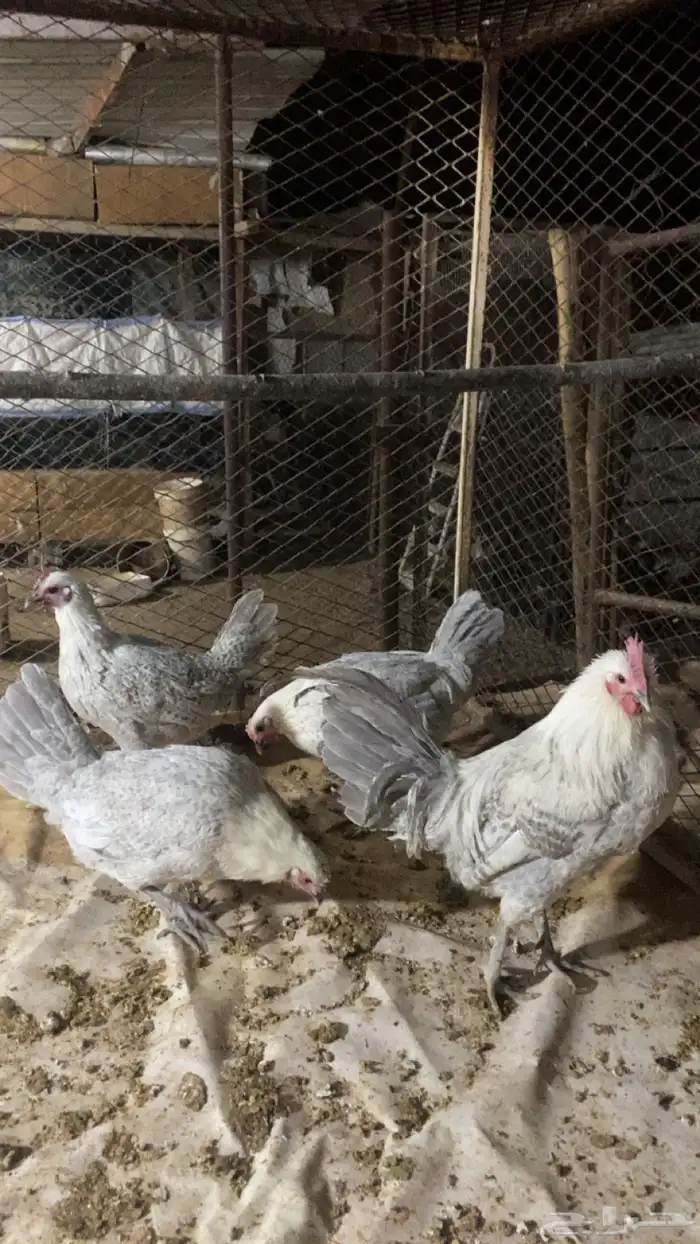 دجاج فيومي المنيوم فاخر 4