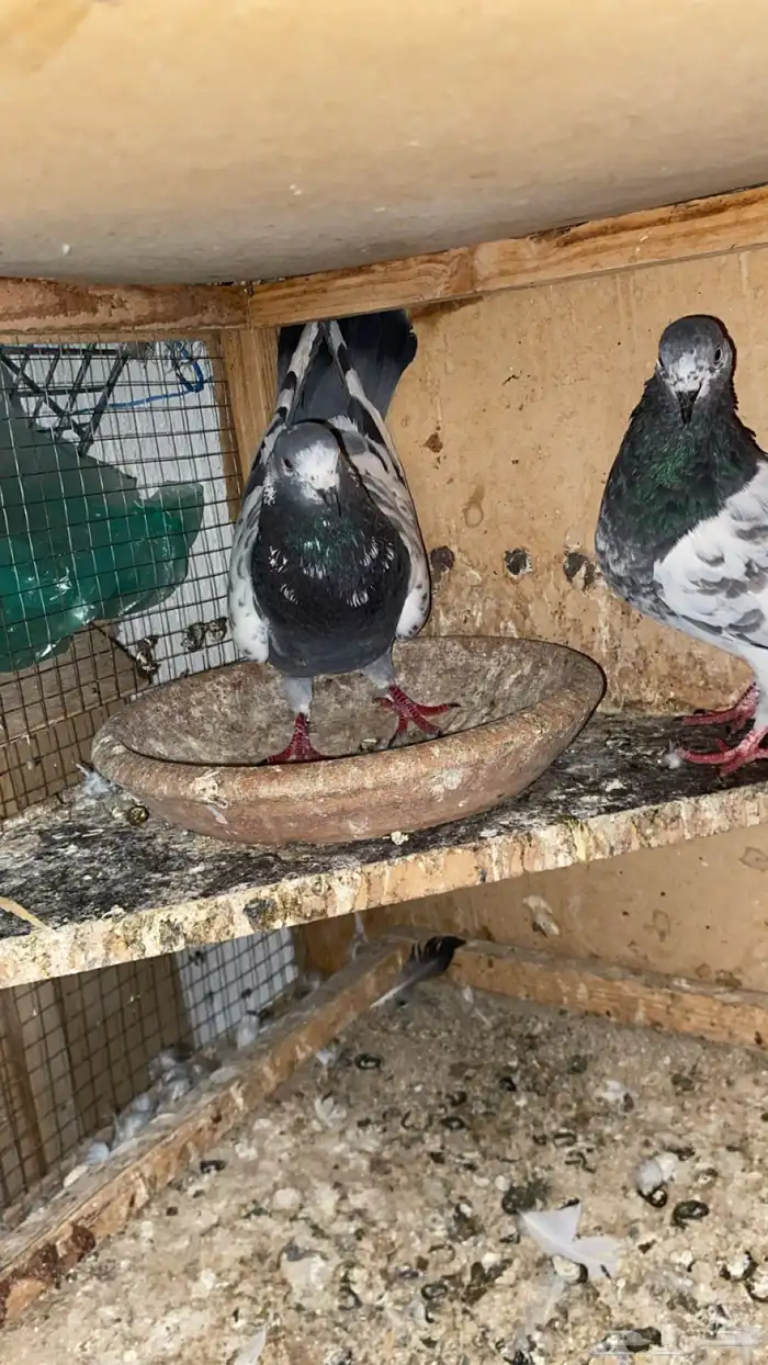 جوز شينا مطير درجه اولى(تم البيع) 1