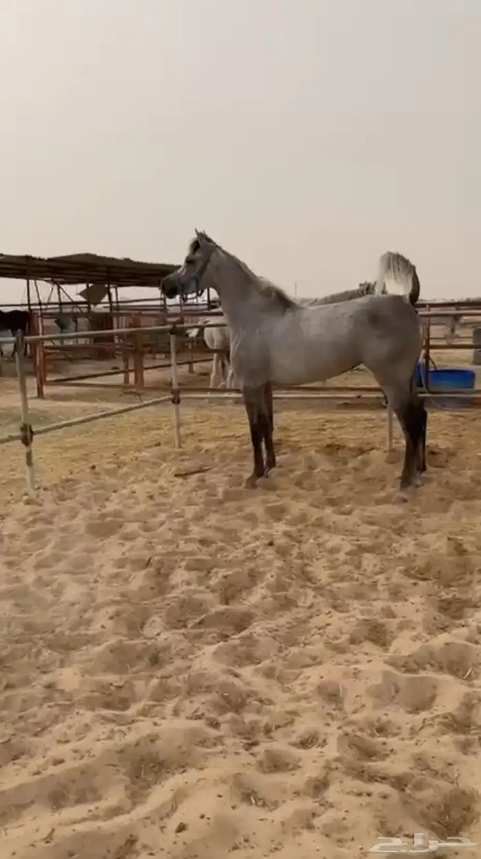 فرس شعبية جميلة فاخرة تبارك الرحمان 10