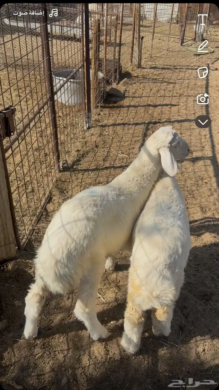 بهم حري كفو 0