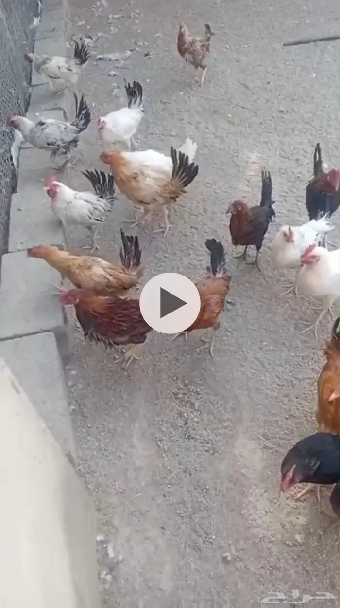 ديك للبيع العدد 60 0