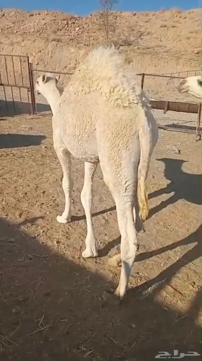 قعودين مبادي ومناسبات 2