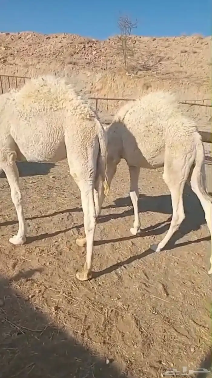 قعودين مبادي ومناسبات 0