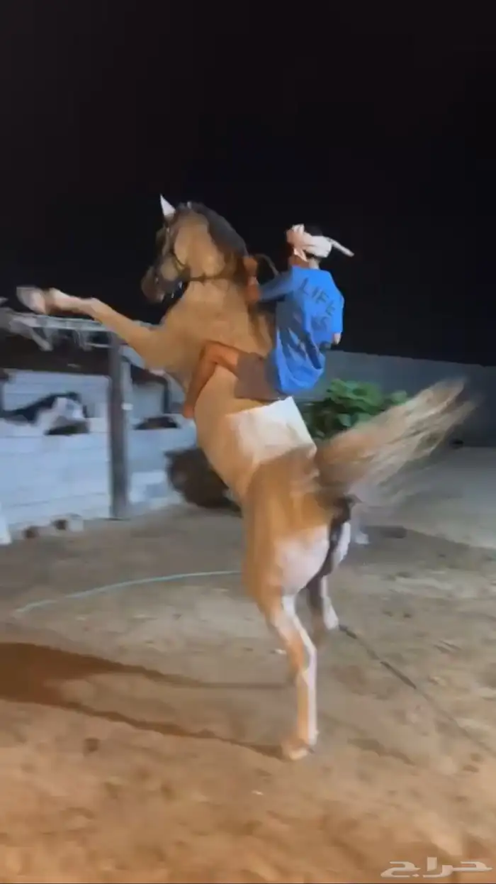 حصان شعبي فحل مربط 1