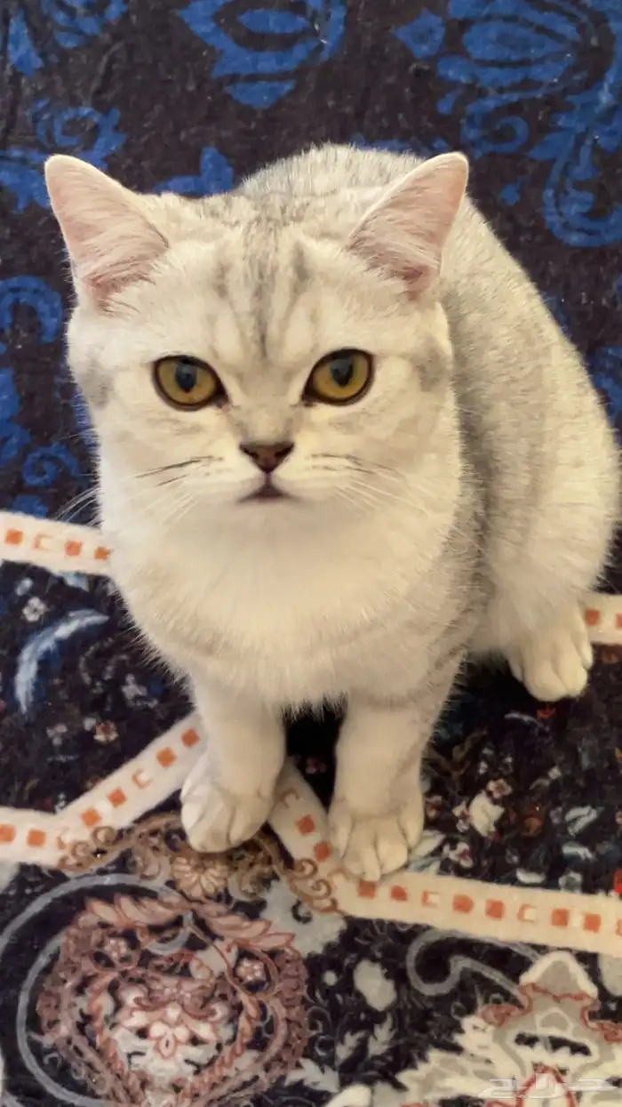 للبيع قط سكوتش ستريت 2