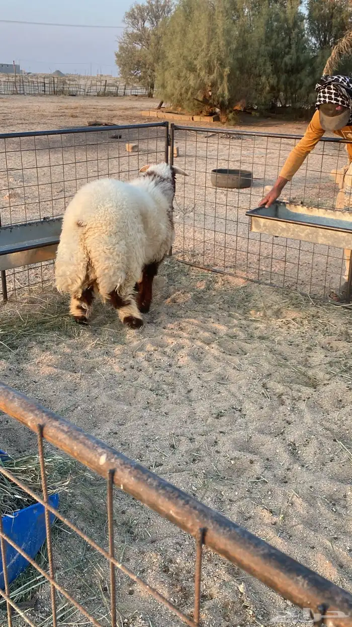 للبيع خروف نعيمي عمره عشرة شهور 1