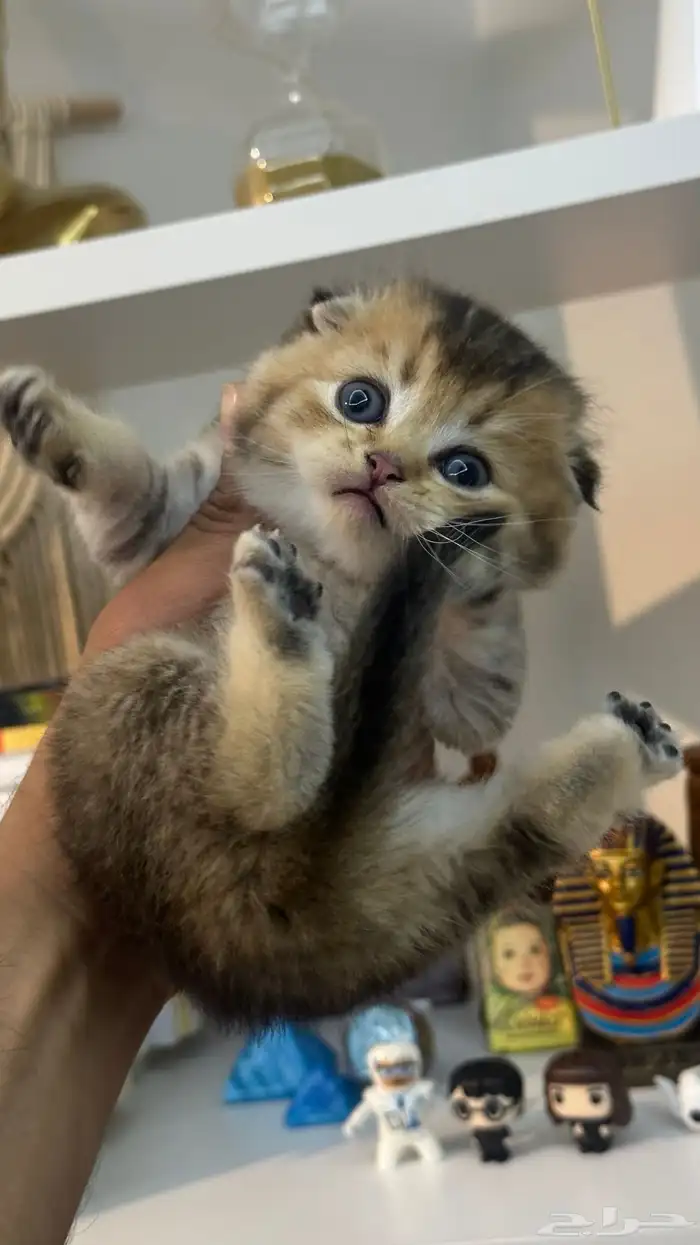 كيتن سكوتش بيور 1