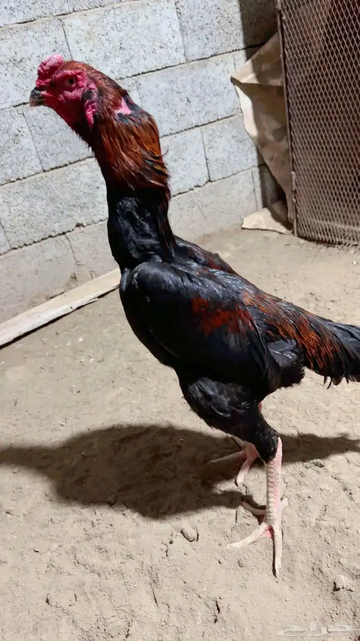 ديك شامو الماني 0