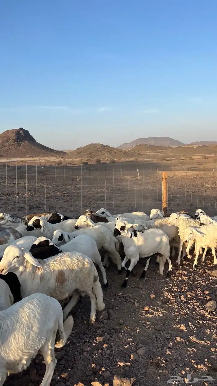 طليان سواكن شبيه الحري دمازين مرابى جادعان 1