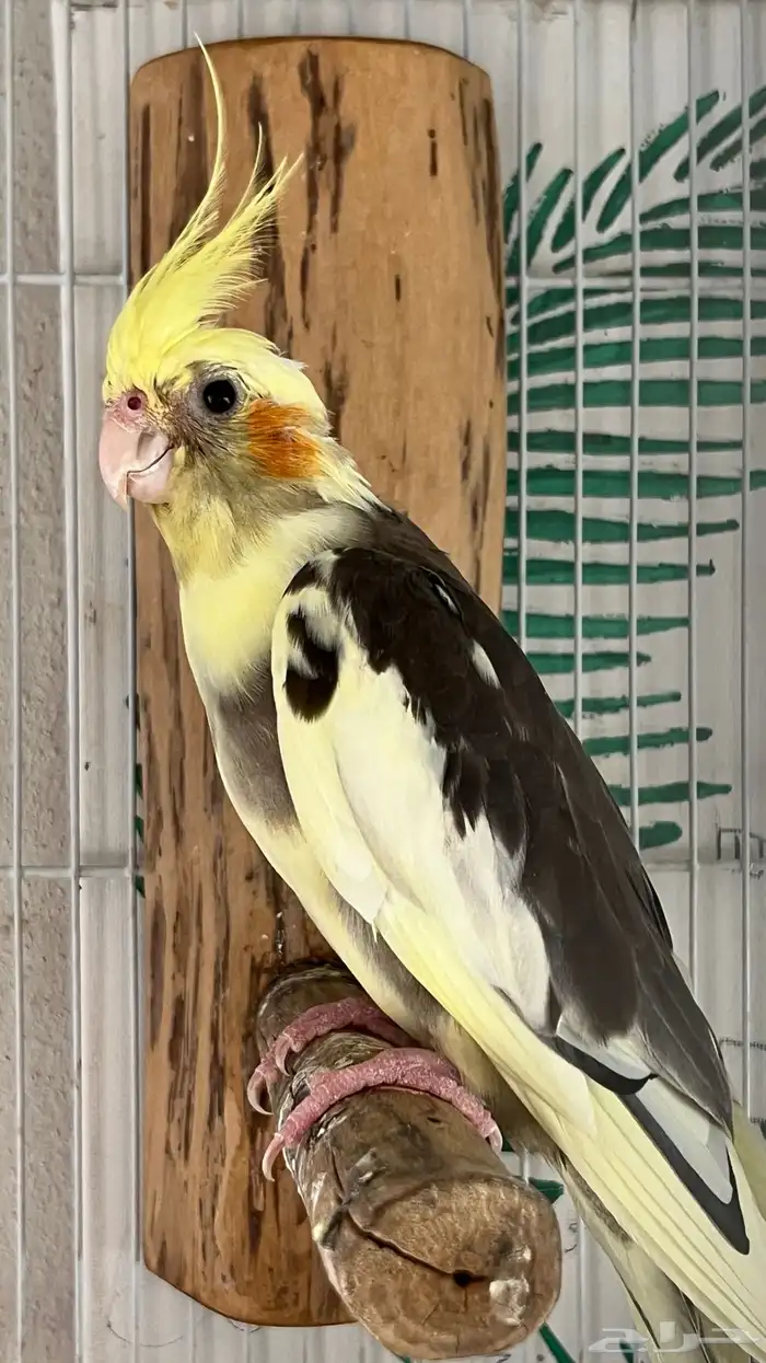 زوج كروان منتج شرط 1