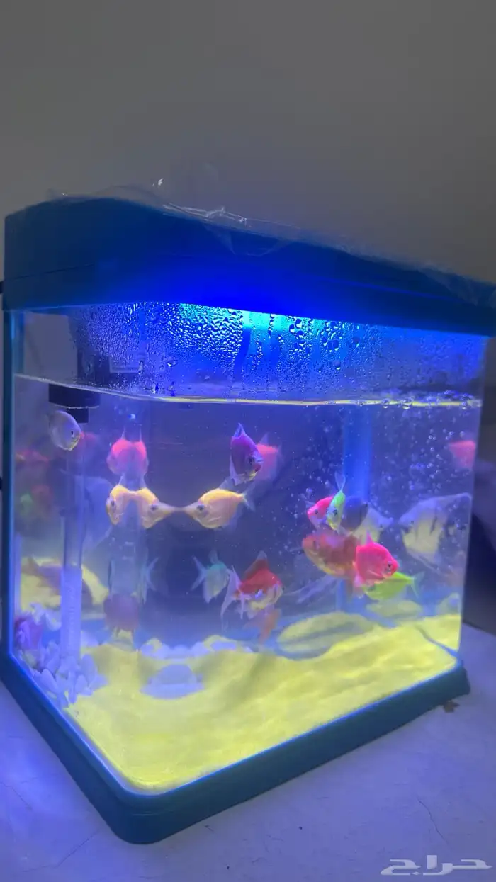 حوض سمك فيه 22سمكة 1