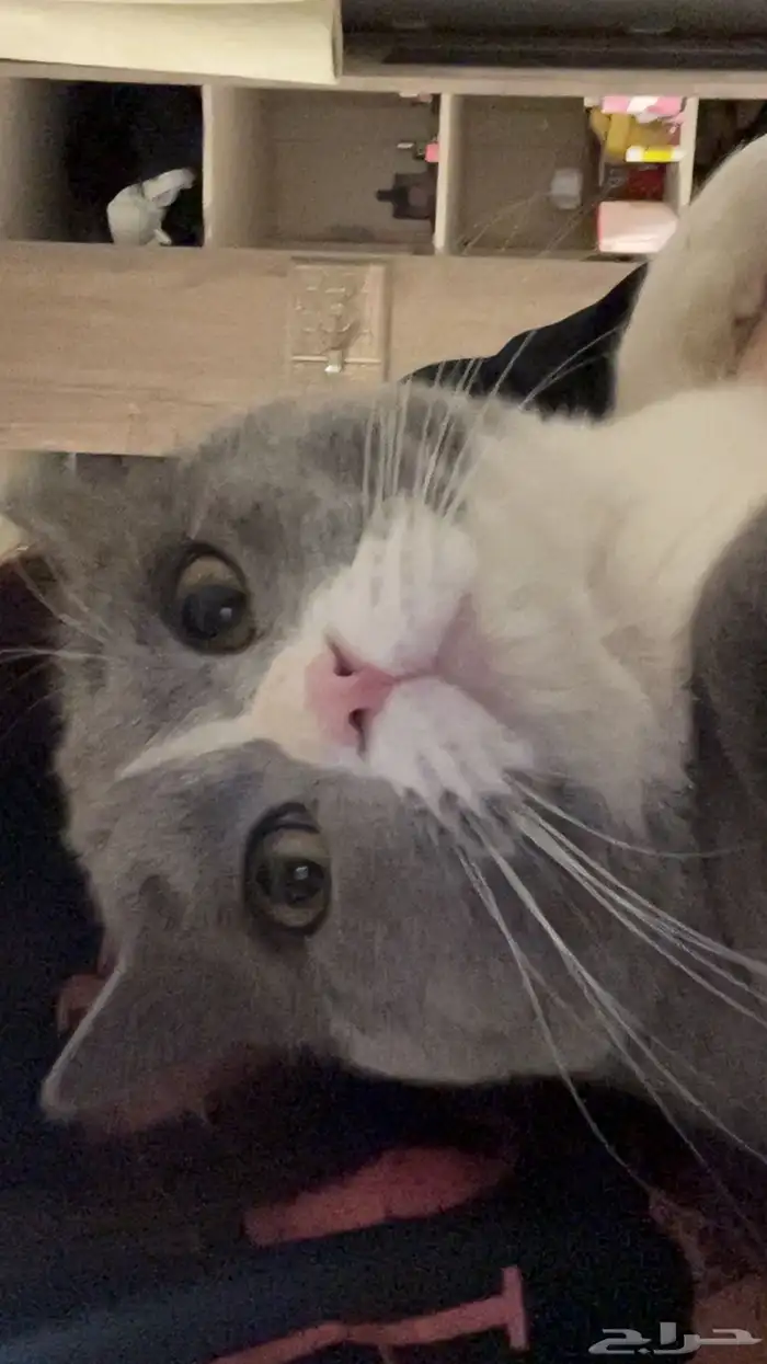 قط مفقود بحائل حي الخزامى قريب للياسمين 1