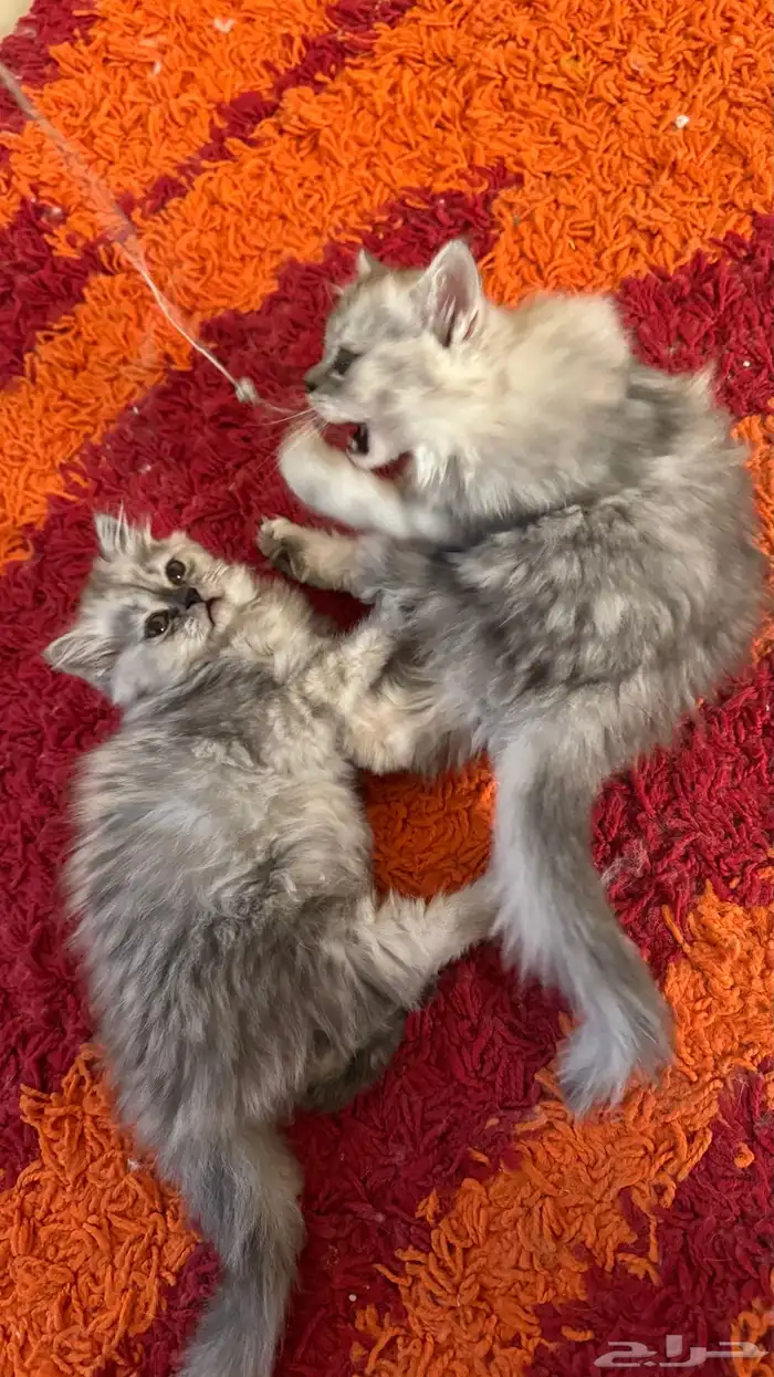 قطط شيرازي أمريكي ذكر وأنثى للبيع ب 200 ريال 4