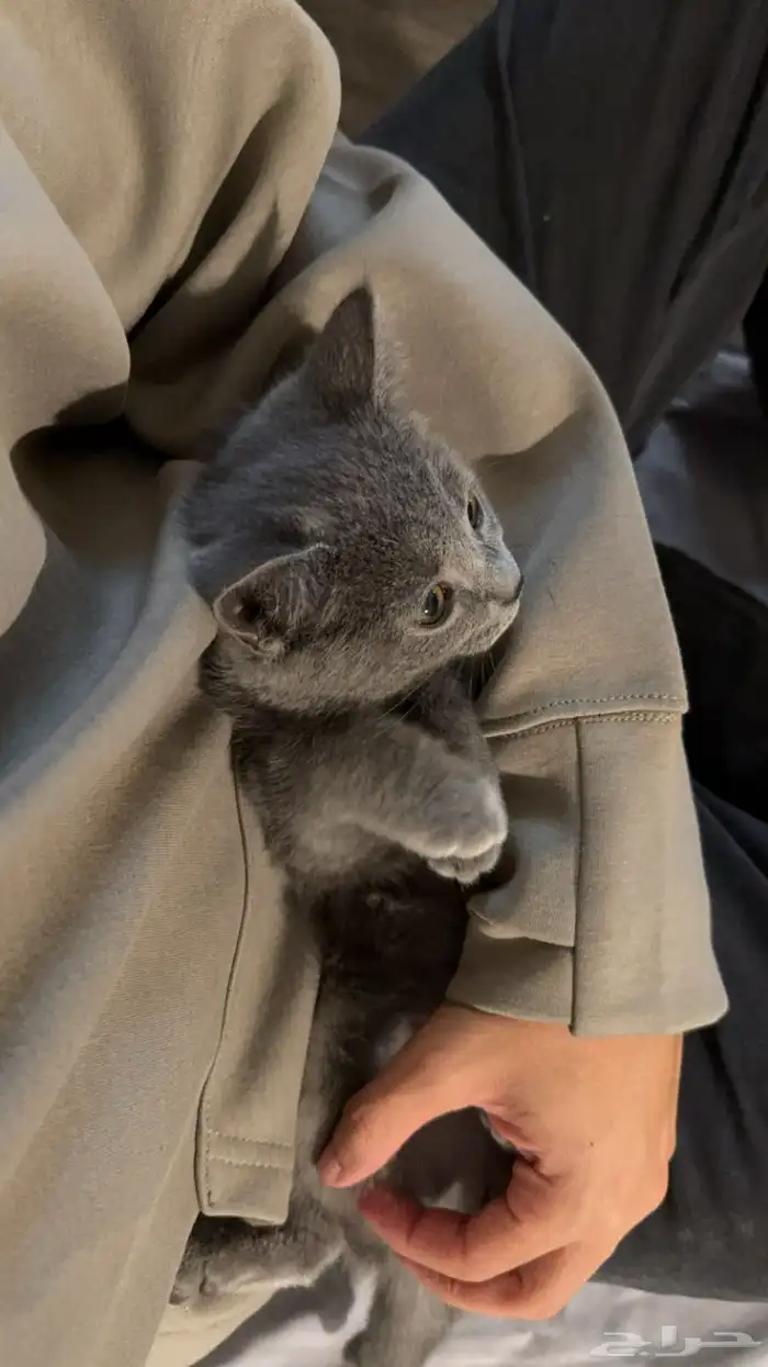 قطة British Shorthair أنثى لون رمادي فاخر للبيع بالرياض 4