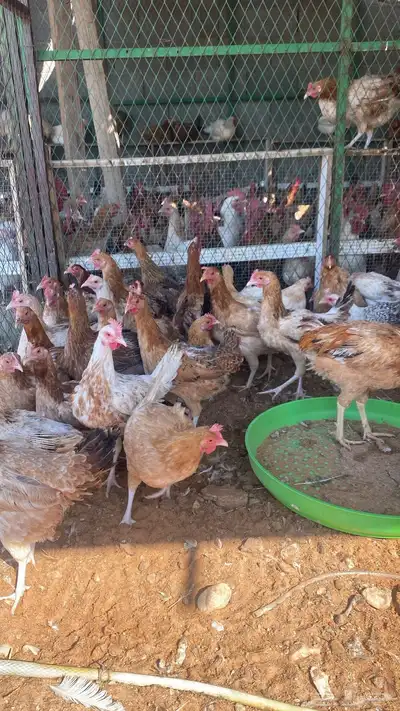 chickens 1000pieces index