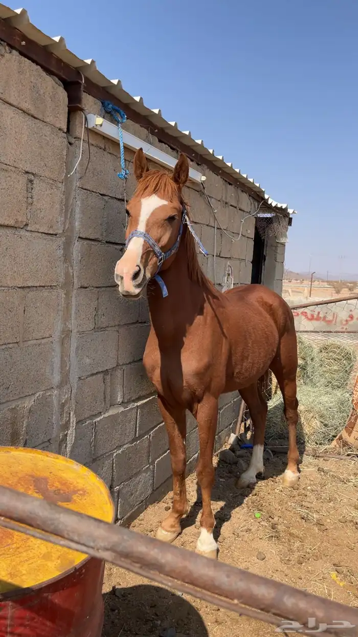 حصان للبيع 0