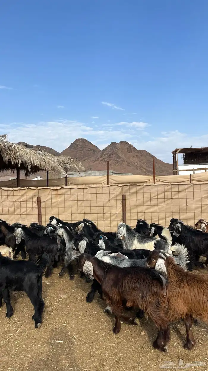 تيوس مخاصي جادعان جبره 8