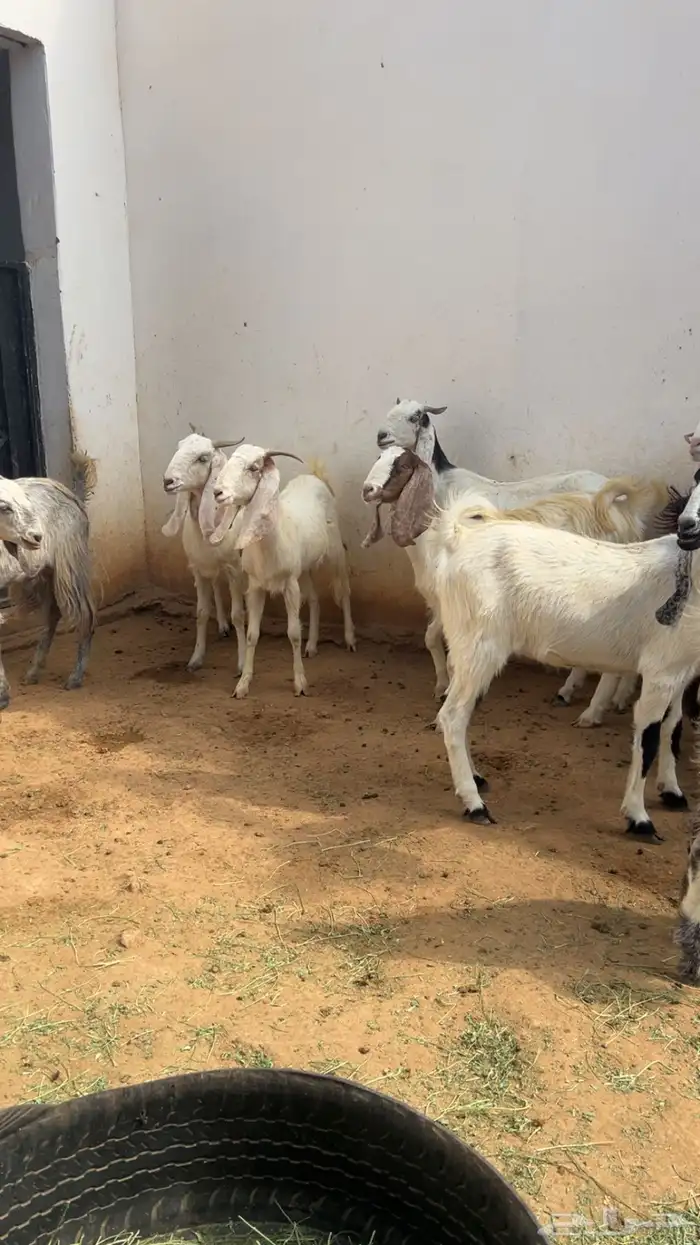 معزا مع فحلها مشاريك فواخر 7